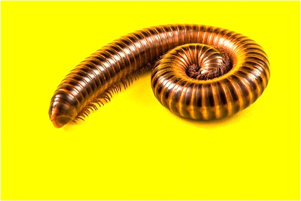 夢到了東西掉水裡被撈起意味什麼_周公解夢官網