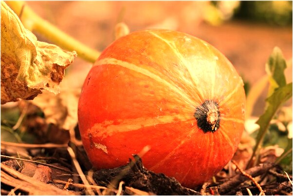 夢到紅蘋果和紅棗有何寓意_周公解夢官網