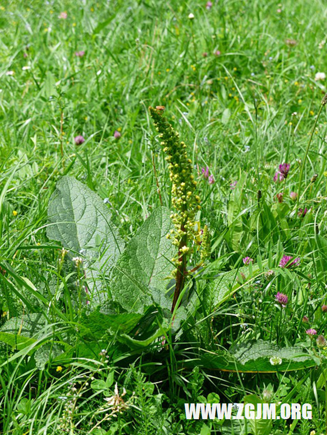 夢見女兒頭髮長長了_周公解夢夢到女兒頭髮長長了是什麼意思_做夢夢見女兒頭髮長長了好不好_周公解夢官網