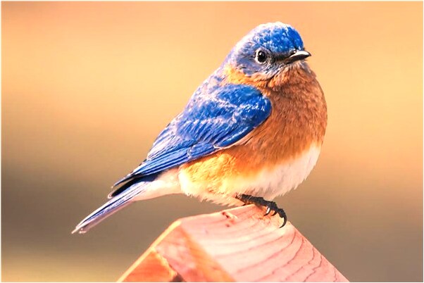 夢見兩隻兔子一直死了啥意思_周公解夢官網