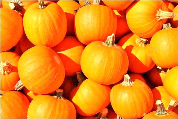 夢見殺羊見血是啥預兆_周公解夢官網