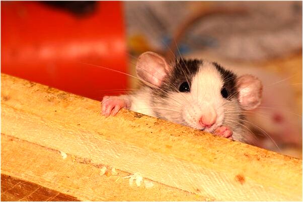 夢見買紅布代表著什麼_周公解夢官網