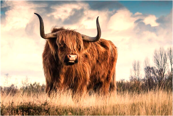 夢到拍攝現場許多鵝雞等家禽是怎么回事_周公解夢官網