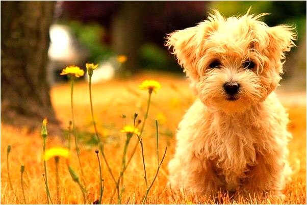 夢見死去的母親吵架有什麼預兆_周公解夢官網