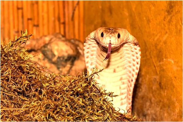 夢見撿到錢之後變為不能花的錢是不是好的徵兆呢_周公解夢官網