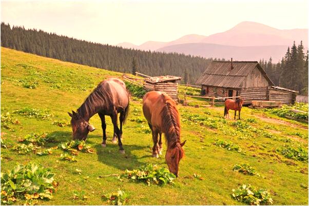 夢見想買耳釘會怎么樣_周公解夢官網