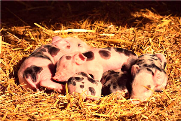 夢到找房間預兆了什麼嗎_周公解夢官網