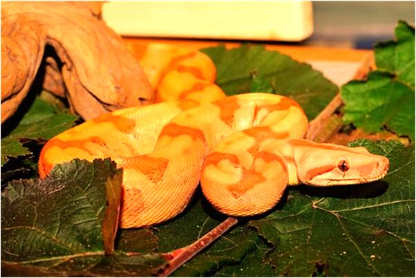 夢到老師同學是什麼意思_周公解夢官網