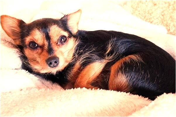 夢到了夢裡聽到有人哭有什麼徵兆_周公解夢官網