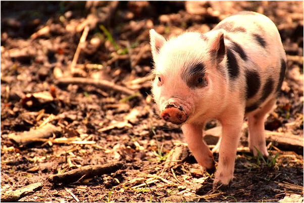 夢到了吸菸被家人發現代表著什麼_周公解夢官網