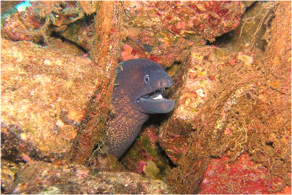 夢到捉獅子是什麼徵兆_周公解夢官網