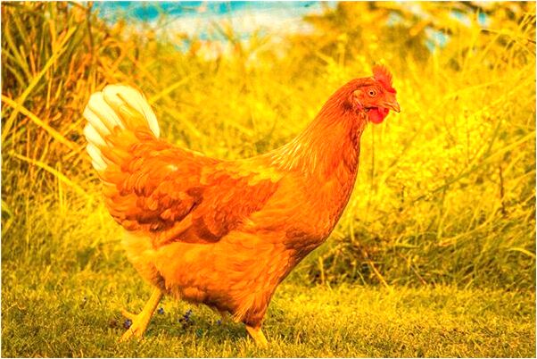 夢到和妻子在娘屋搬米意味著什麼_周公解夢官網