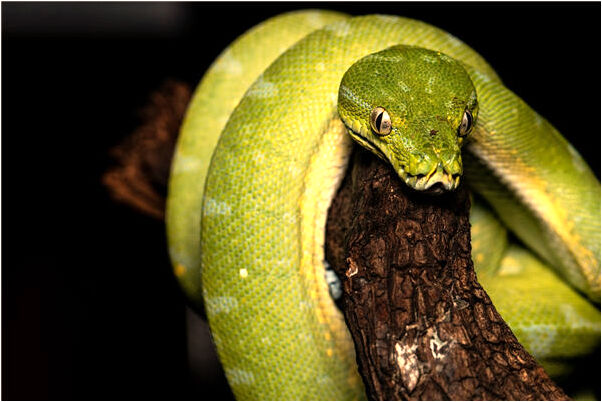 夢到了一條大蛇在池塘邊有什麼預示嗎_周公解夢官網