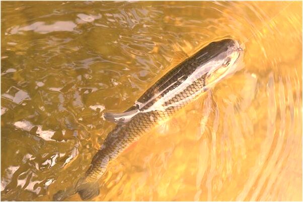 夢見幾個都黃色大門有什麼寓意嗎_周公解夢官網