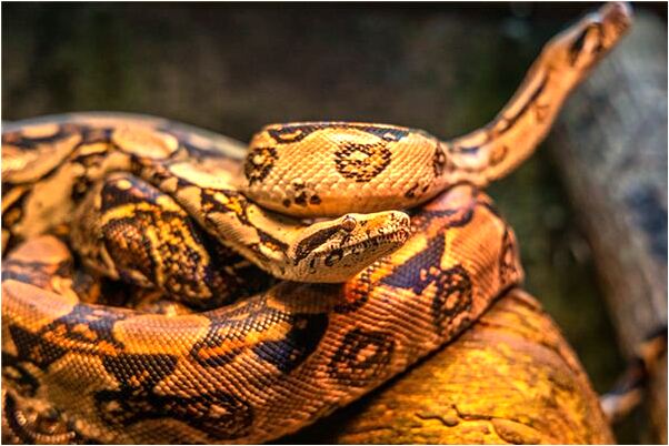 夢到馬交配出血代表著什麼_周公解夢官網