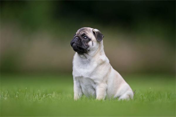 1982年屬什麼_十二生肖