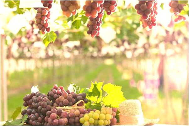 夢到別人把屎拉到自己床上什麼寓意_周公解夢官網