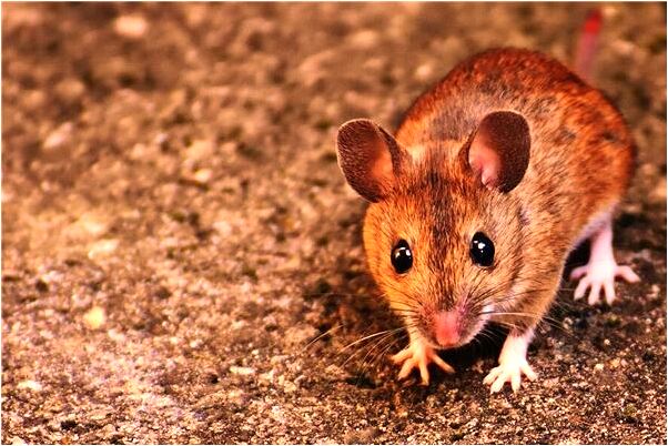 夢到了女兒紋身是凶兆還是吉兆_周公解夢官網