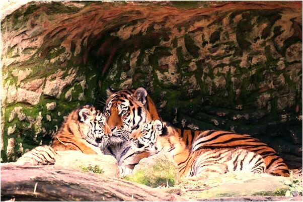 夢見用磚頭追打前夫有什麼徵兆_周公解夢官網