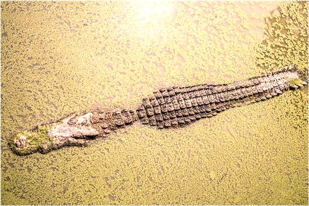 夢見行李掉水裡是怎么回事_周公解夢官網