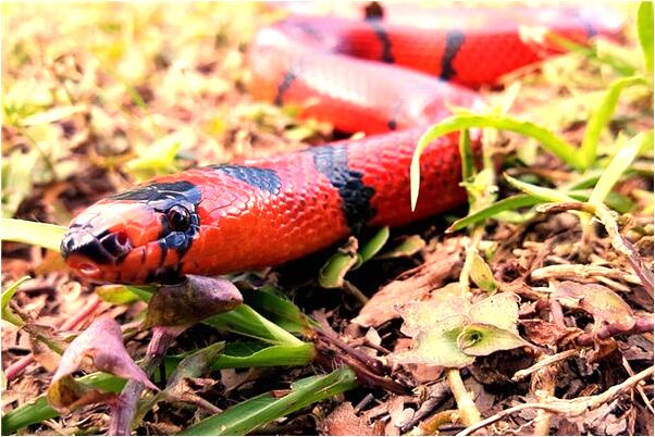 夢到了一群死孩子是什麼徵兆_周公解夢官網