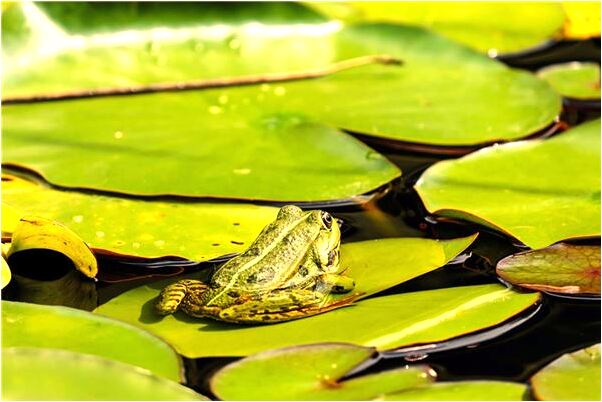 夢到撿零錢是啥預兆_周公解夢官網