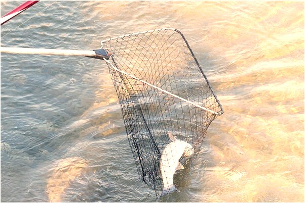 夢到我吃一顆綠色的寶丹代表著什麼？_周公解夢官網