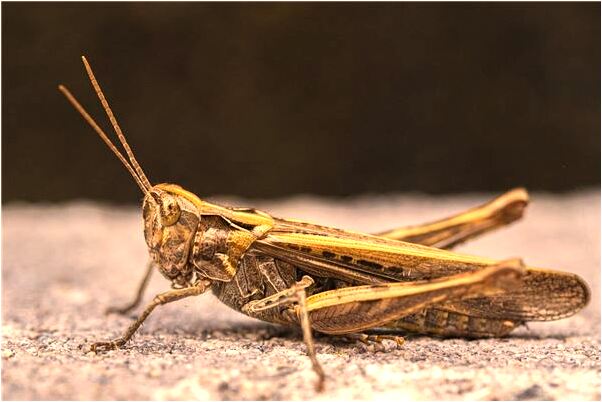 夢到了抱住大鯉魚代表著什麼？_周公解夢官網