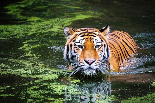 1962年屬虎的幾點出生的好_十二生肖