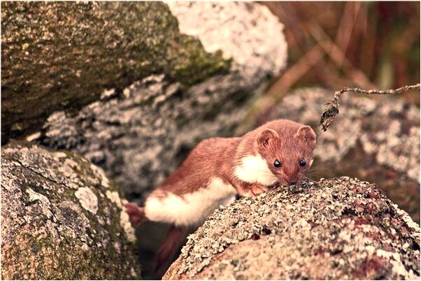 夢見別人家有西瓜怎么說_周公解夢官網
