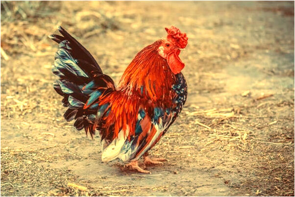 夢到了親人被下毒代表著什麼_周公解夢官網