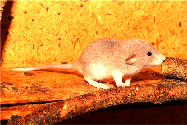 夢見大水大魚代表什麼_周公解夢官網