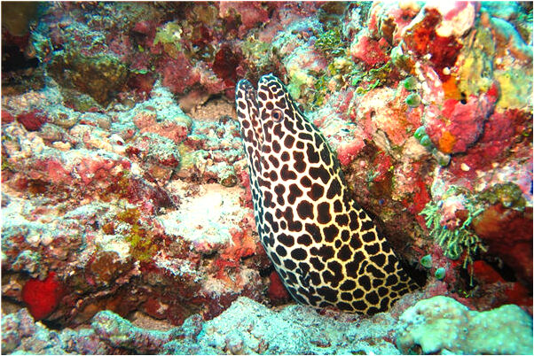 夢見老公老婆生女孩意味著什麼_周公解夢官網