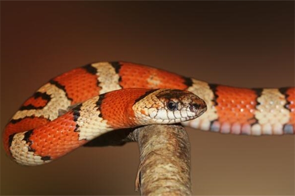 夢見五顏六色的蛇是什麼意思_周公解夢