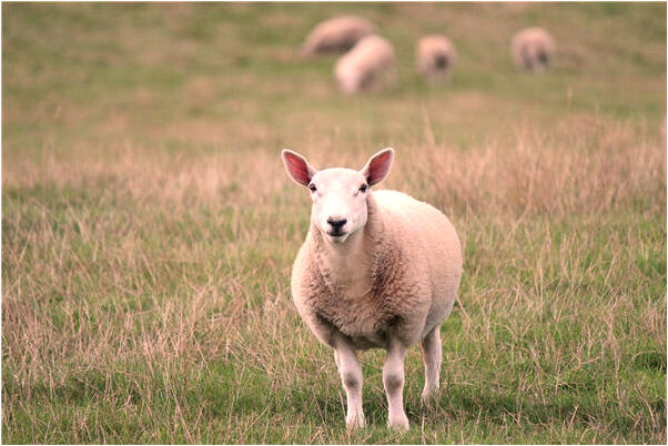 夢到好多綠蟲有什麼預兆_周公解夢官網