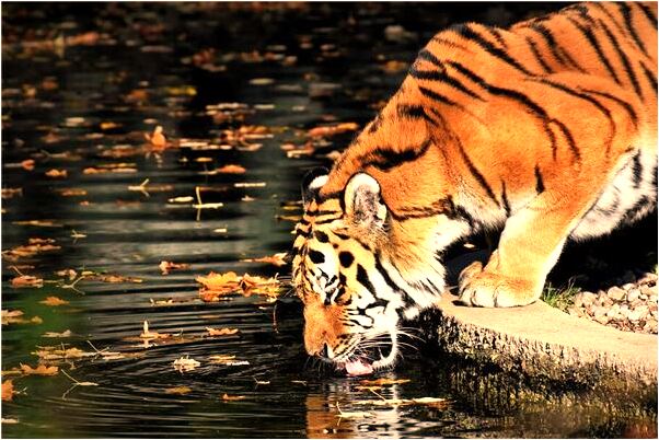 夢見愛人背叛自己有什麼意思_周公解夢官網