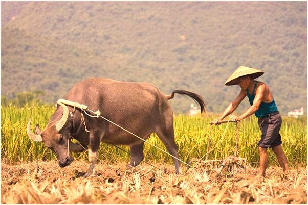 夢見鴨子掉進井裡是凶兆還是吉兆_周公解夢官網