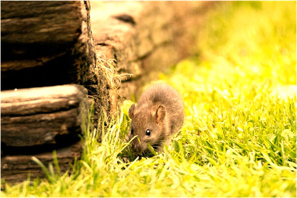 夢到了別人的喪禮是什麼徵兆_周公解夢官網