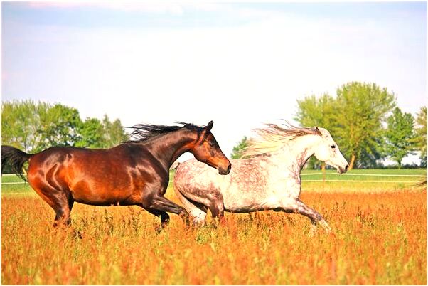 夢到金蛇入床下代表著什麼_周公解夢官網