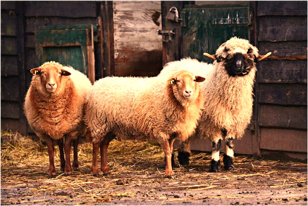 夢到了自己和女同事睡一張床是什麼啟示_周公解夢官網