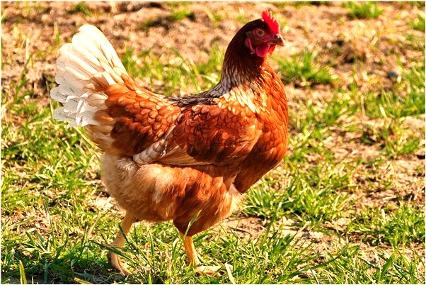 夢到了無人駕駛車會是什麼預兆_周公解夢官網