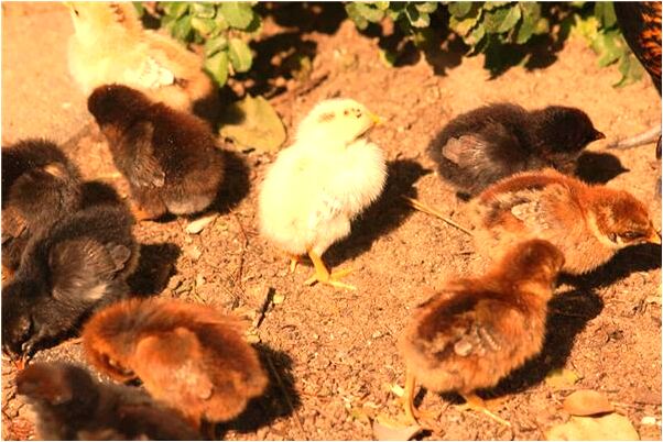 夢到了腳不好使是什麼預兆？_周公解夢官網