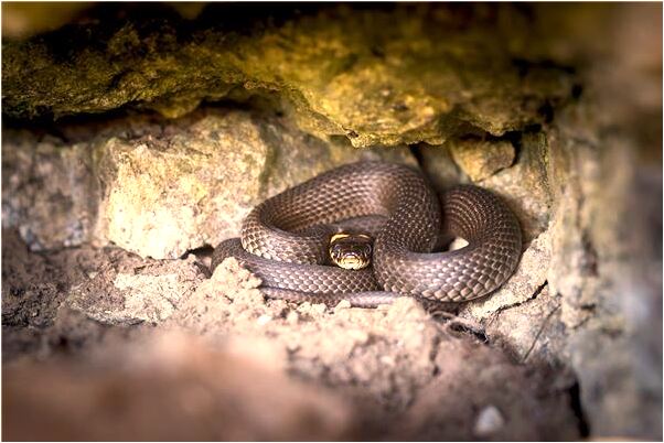 夢見隊長的嚴格要求訓練的預兆_周公解夢官網