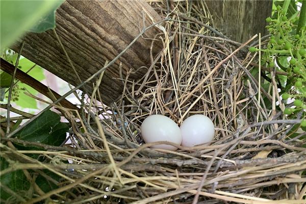 夢見撿鴿子蛋是什麼預兆_周公解夢