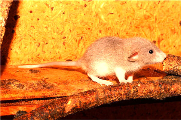 夢見母親女兒身體是排骨是什麼預兆？_周公解夢官網