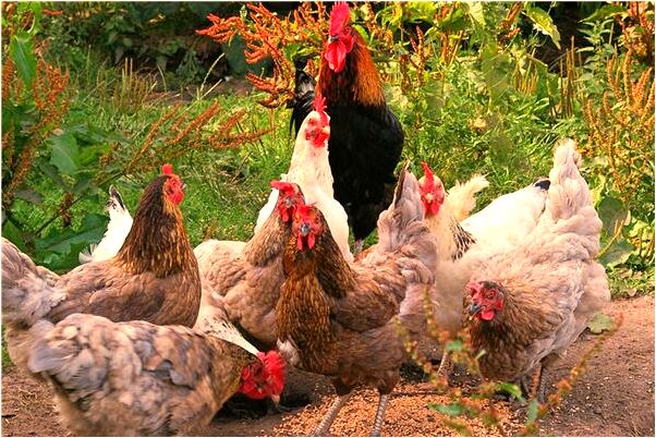 夢見拉稀水是什麼預兆_周公解夢官網