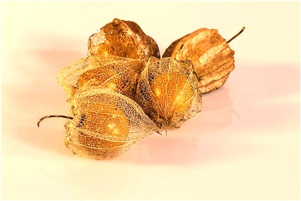 夢見大猛蛇吞了自己的老公怎么說_周公解夢官網