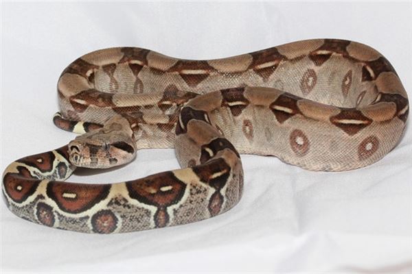 夢到大蛇追自己_周公解夢