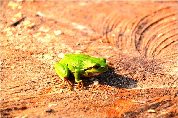 夢見室友要求和我換床意味著什麼_周公解夢官網