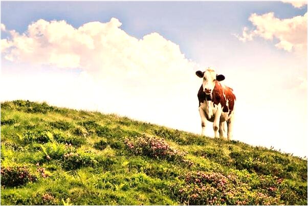 夢到自己有許多孩子意味著什麼_周公解夢官網